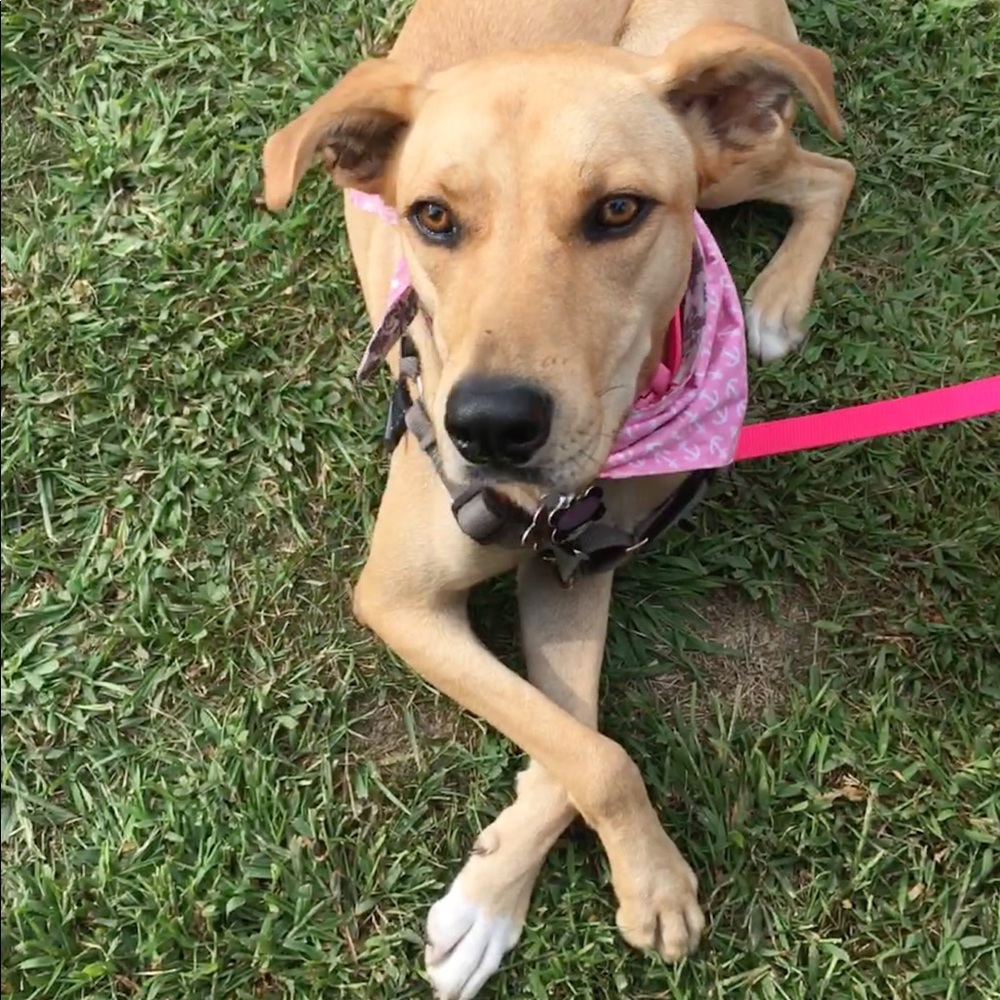 Meet your Posher, Elizabeth